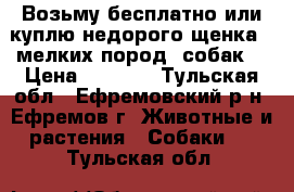 Возьму бесплатно или куплю недорого щенка   мелких пород  собак  › Цена ­ 1 000 - Тульская обл., Ефремовский р-н, Ефремов г. Животные и растения » Собаки   . Тульская обл.